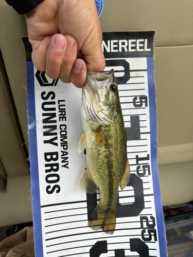 ラージマウスバスの釣果