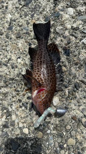 オオモンハタの釣果