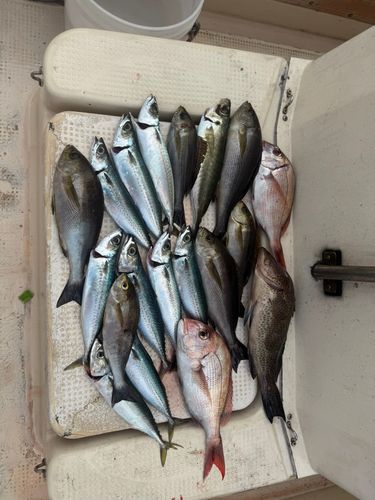 オオモンハタの釣果