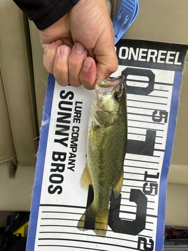 ラージマウスバスの釣果