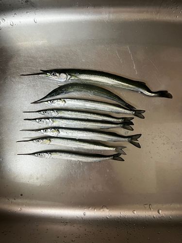 サヨリの釣果