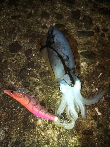 アオリイカの釣果