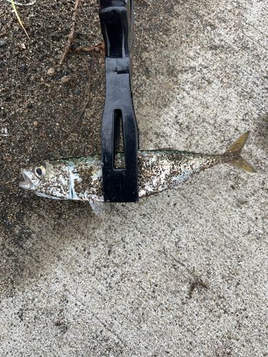 サバの釣果