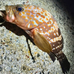 キジハタの釣果