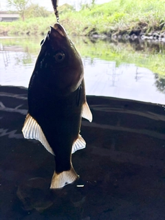ヘラブナの釣果
