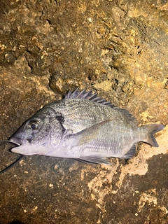 ミナミクロダイの釣果