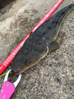 マゴチの釣果