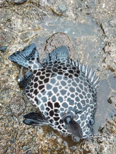 イシガキダイの釣果