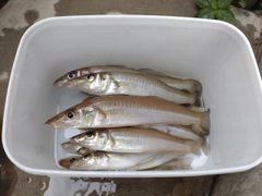 キスの釣果