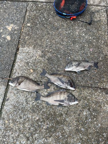 チヌの釣果