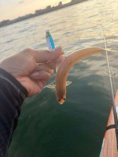 エソの釣果