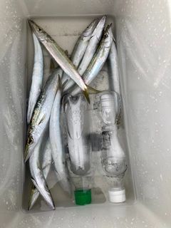 ヤマトカマスの釣果