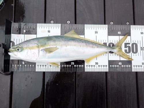 イナダの釣果