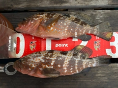 キジハタの釣果
