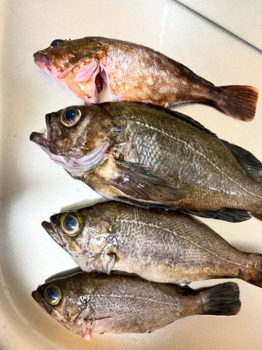 アカメバルの釣果