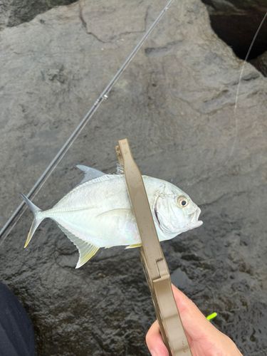 ギンガメアジの釣果