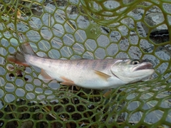 ヤマメの釣果