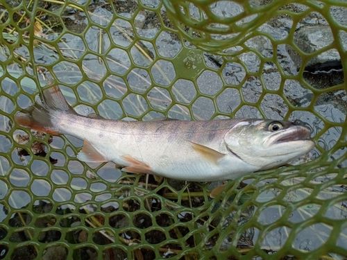ヤマメの釣果