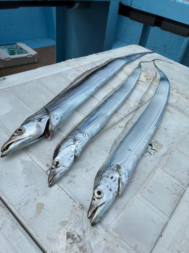 タチウオの釣果