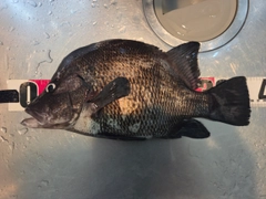 ヒゲダイの釣果