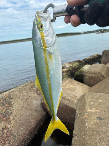 ワカシの釣果