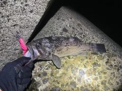 クロソイの釣果