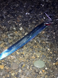 タチウオの釣果