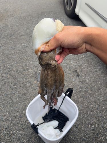 タコの釣果
