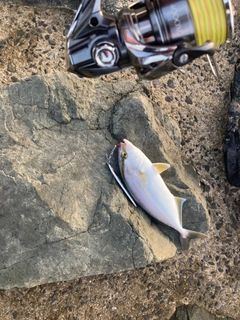 ネリゴの釣果