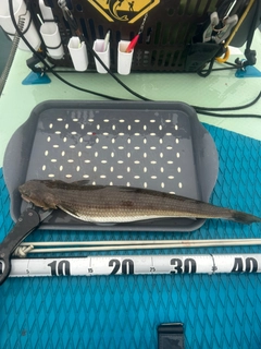 エソの釣果