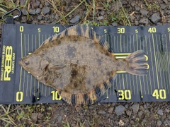 ヌマガレイの釣果