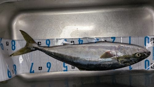 ブリの釣果