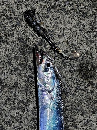 タチウオの釣果