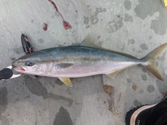 ハマチの釣果