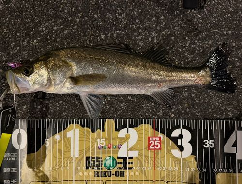 シーバスの釣果