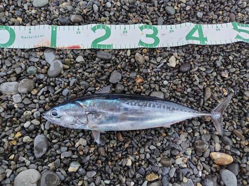マルソウダの釣果