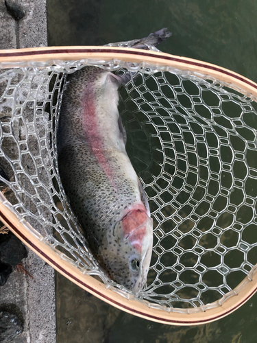 ニジマスの釣果