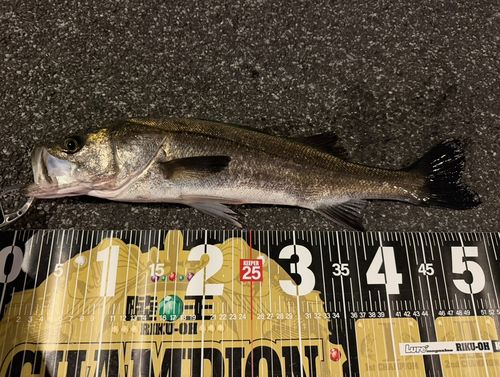 シーバスの釣果
