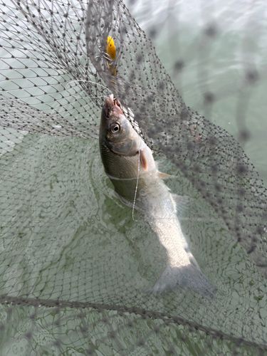 ウグイの釣果