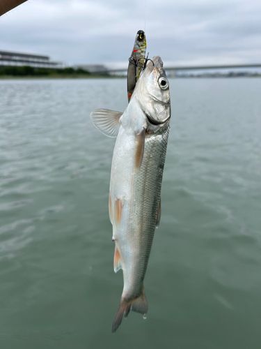 ウグイの釣果
