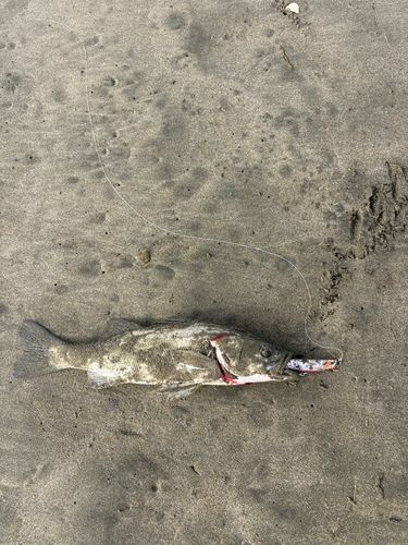 フッコ（マルスズキ）の釣果