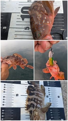 キジハタの釣果
