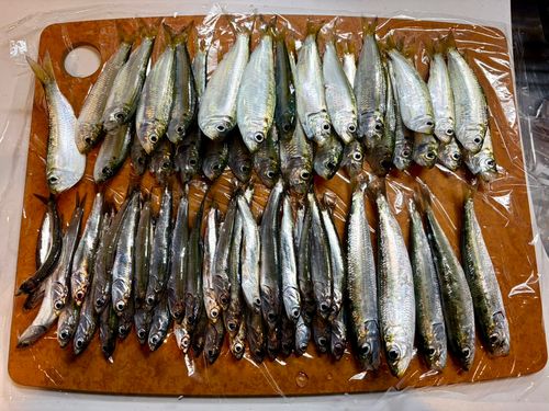 イワシの釣果