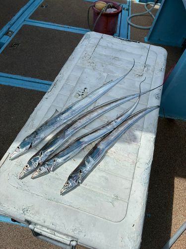 タチウオの釣果