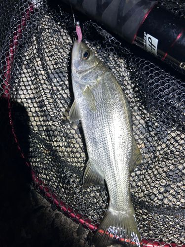 セイゴ（ヒラスズキ）の釣果