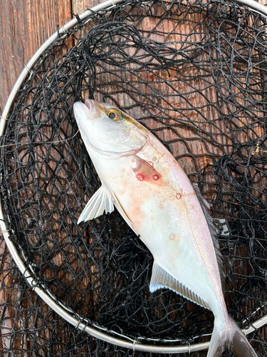 ネリゴの釣果