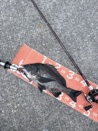 チヌの釣果