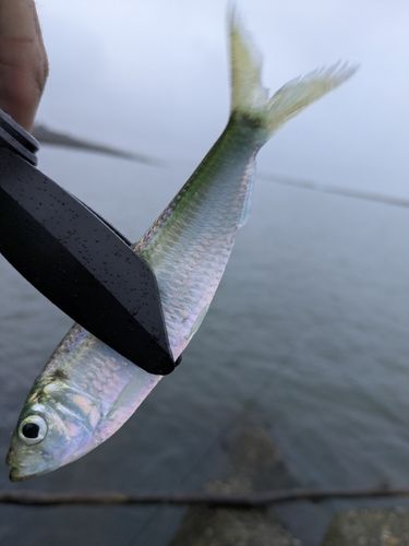 サッパの釣果