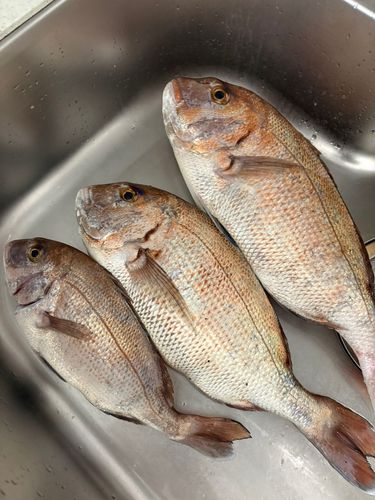 タイの釣果