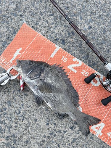 チヌの釣果